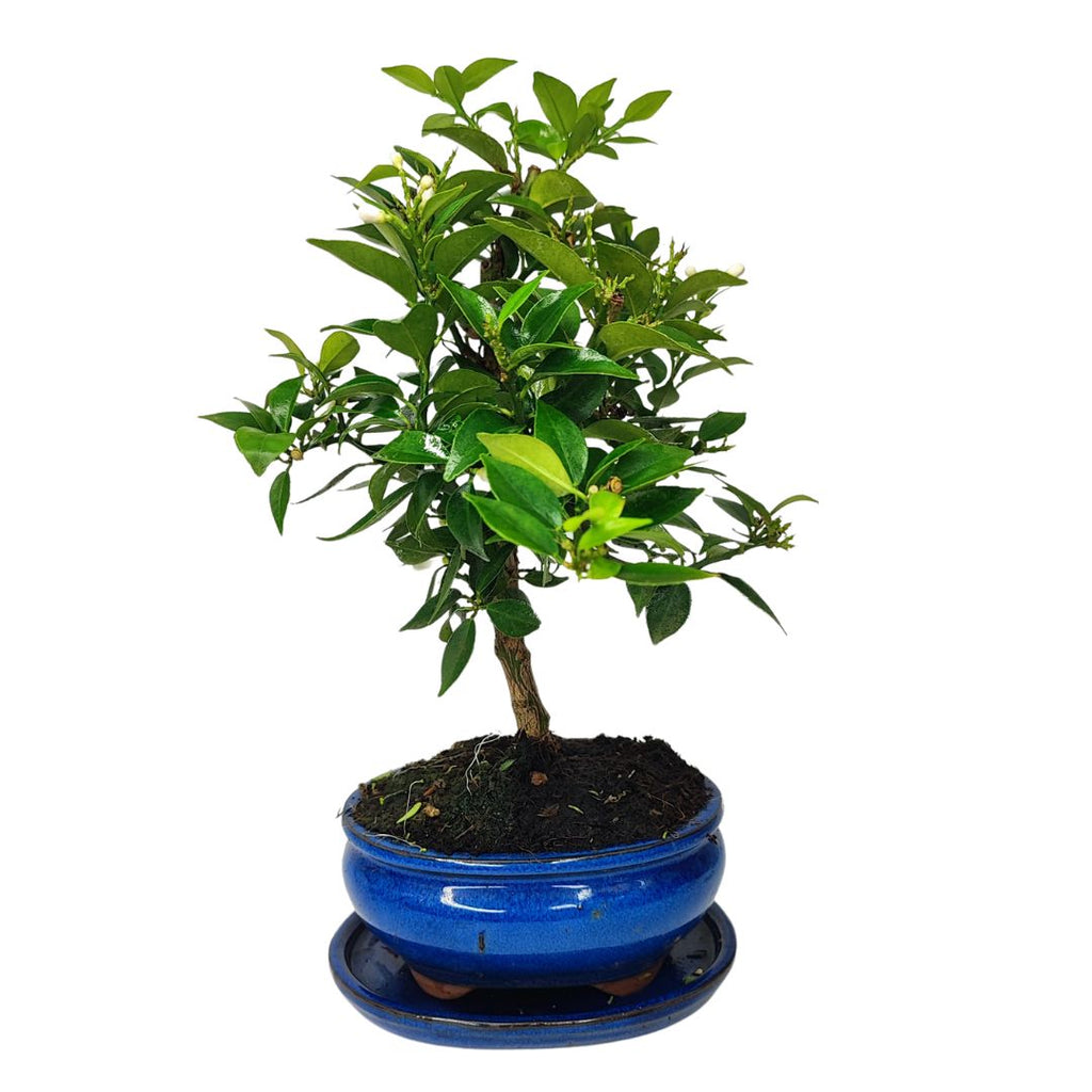 Bonsai Citrus Myrtifolia 8 Anni - Collezione Premium