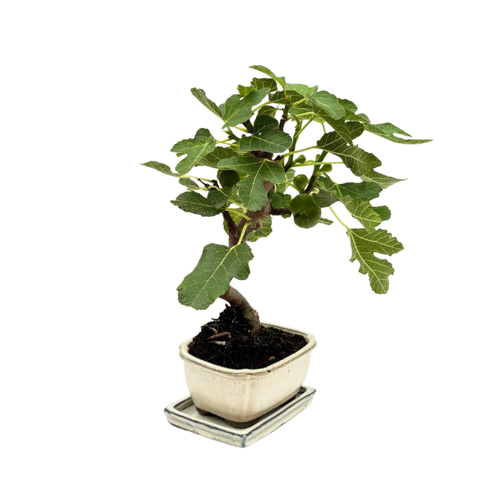 Bonsai Ficus Carica (Fico) 8 Anni - Collezione Premium