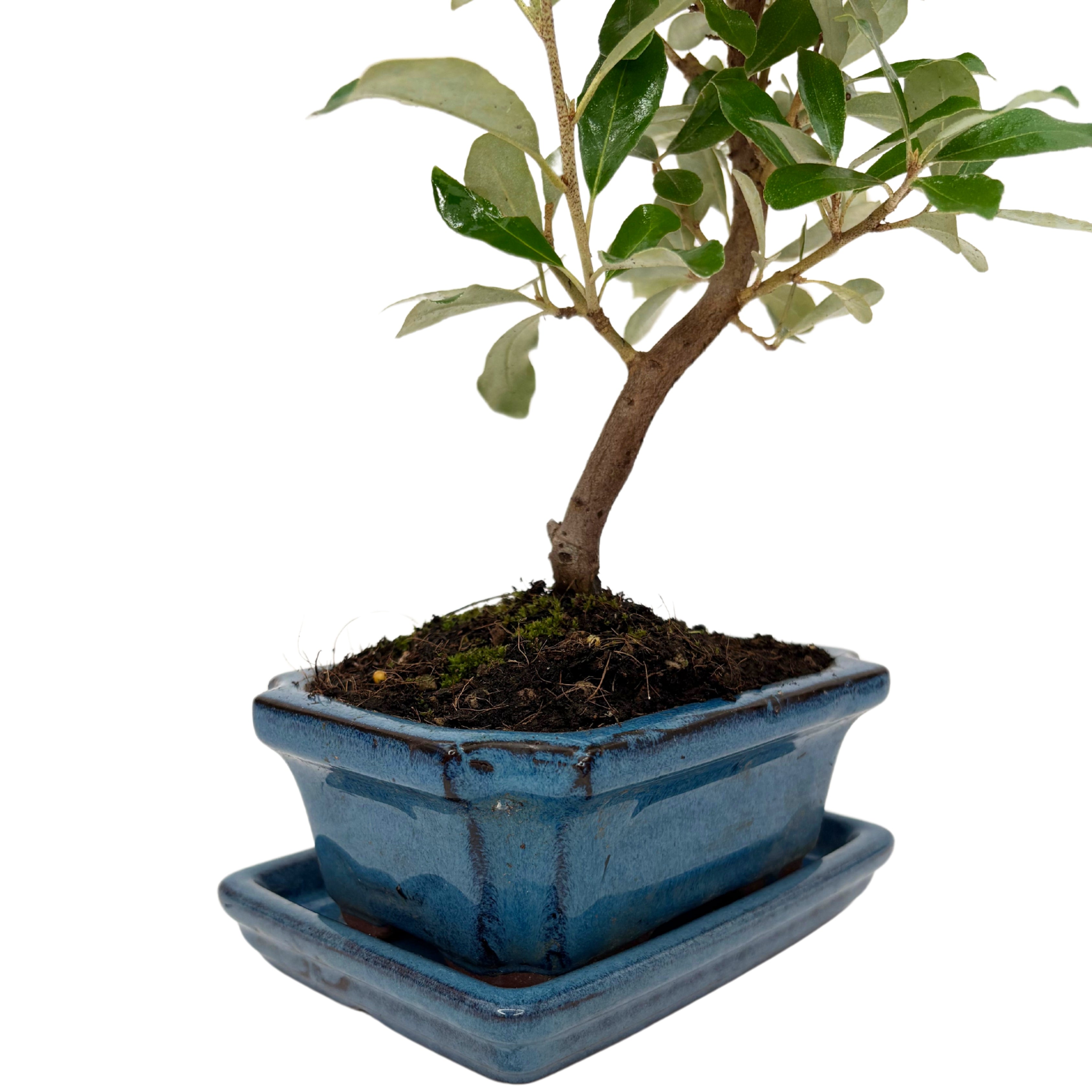 Bonsai Elaeagnus 7 Anni - Collezione Premium