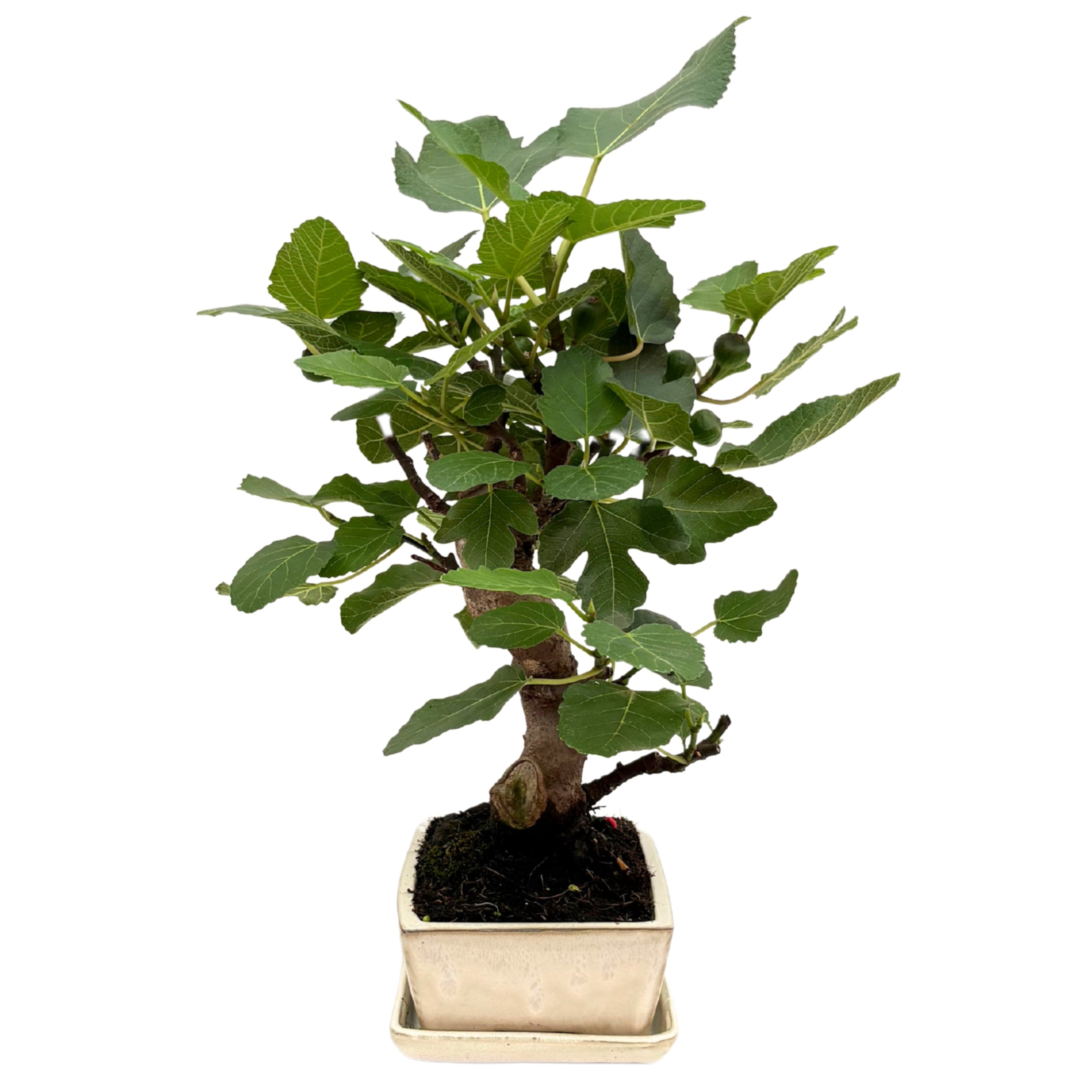 Bonsai Ficus Carica (Fico) 13 Anni - Collezione Premium