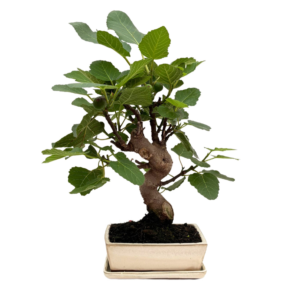Bonsai Ficus Carica (Fico) 13 Anni - Collezione Premium