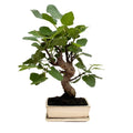 Bonsai Ficus Carica (Fico) 13 Anni - Collezione Premium