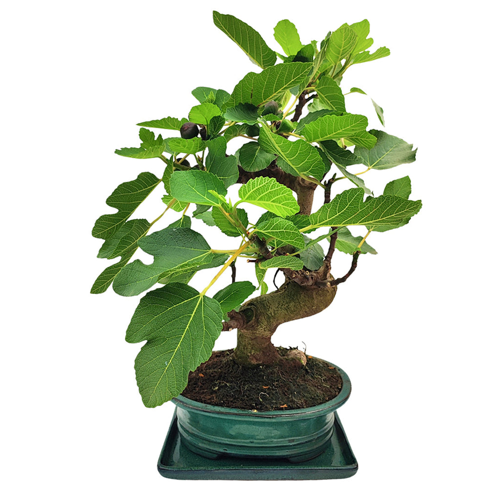 Bonsai Ficus Carica (Fico) 14 Anni - Collezione Premium