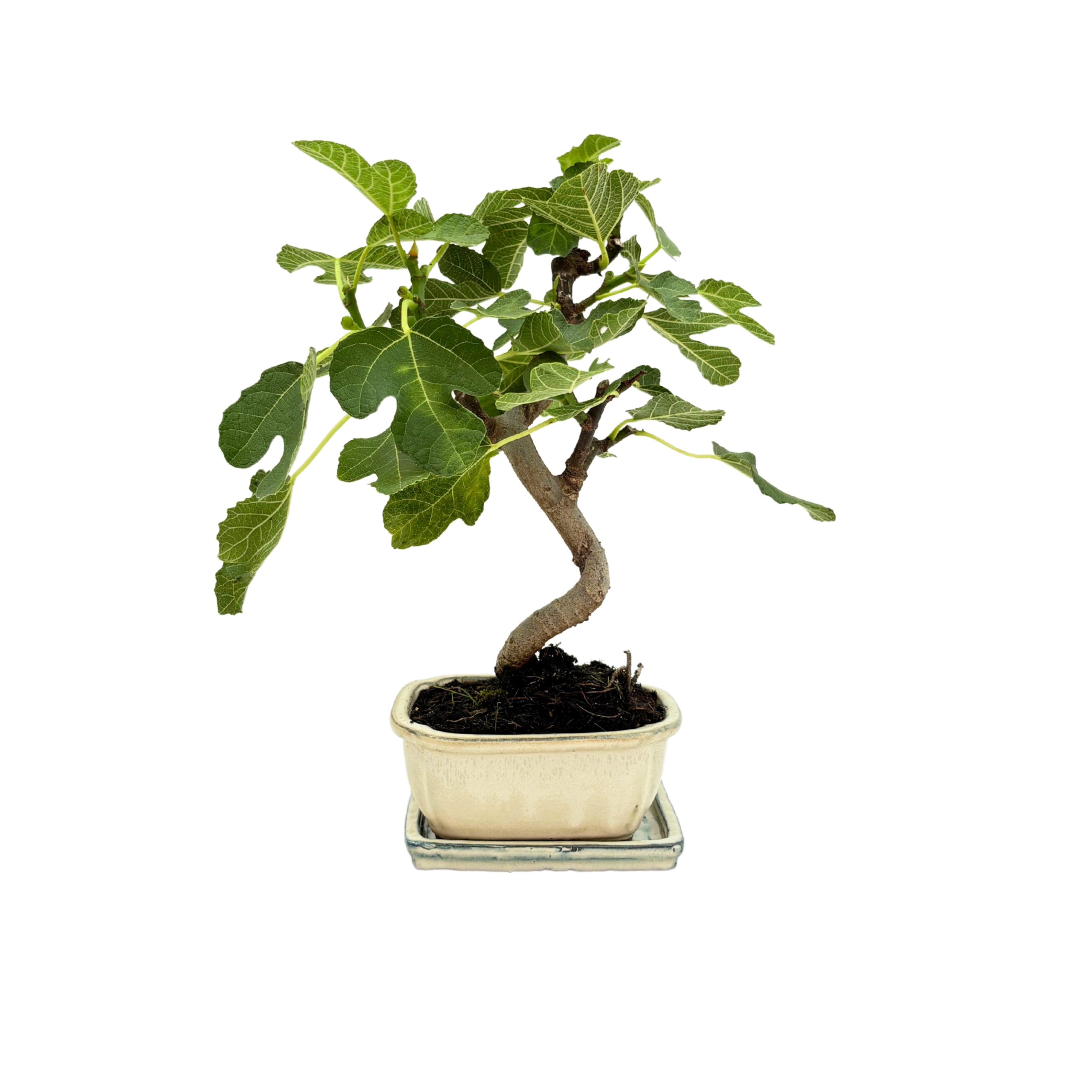 Bonsai Ficus Carica (Fico) 8 Anni - Collezione Premium