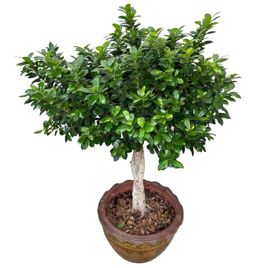 Bonsai Ficus Ginseng in vaso di ceramica con decorazioni orientali D. 45 CM H. 140 CM