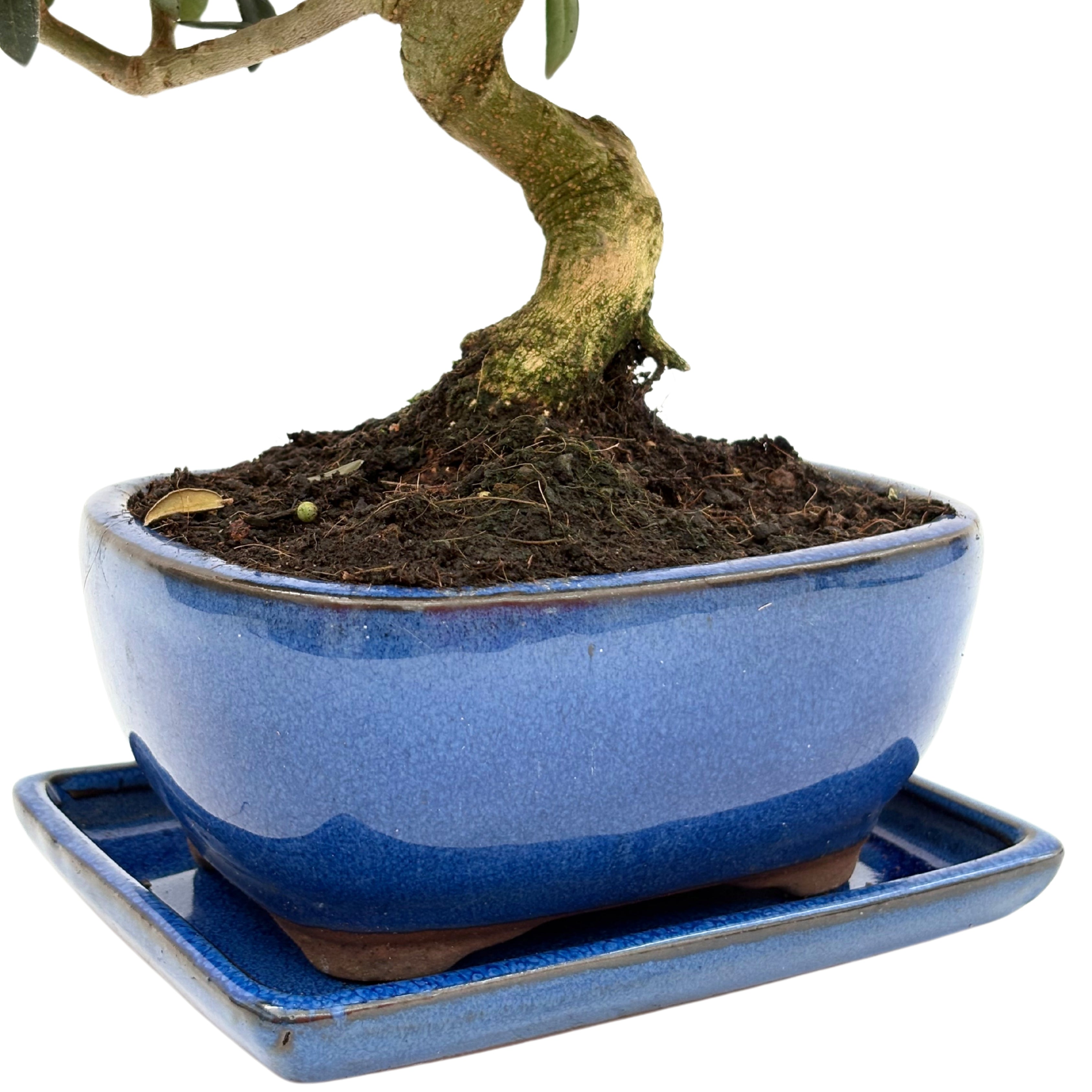 Bonsai Olea Europaea Sylvestris 8 Anni - Collezione Premium