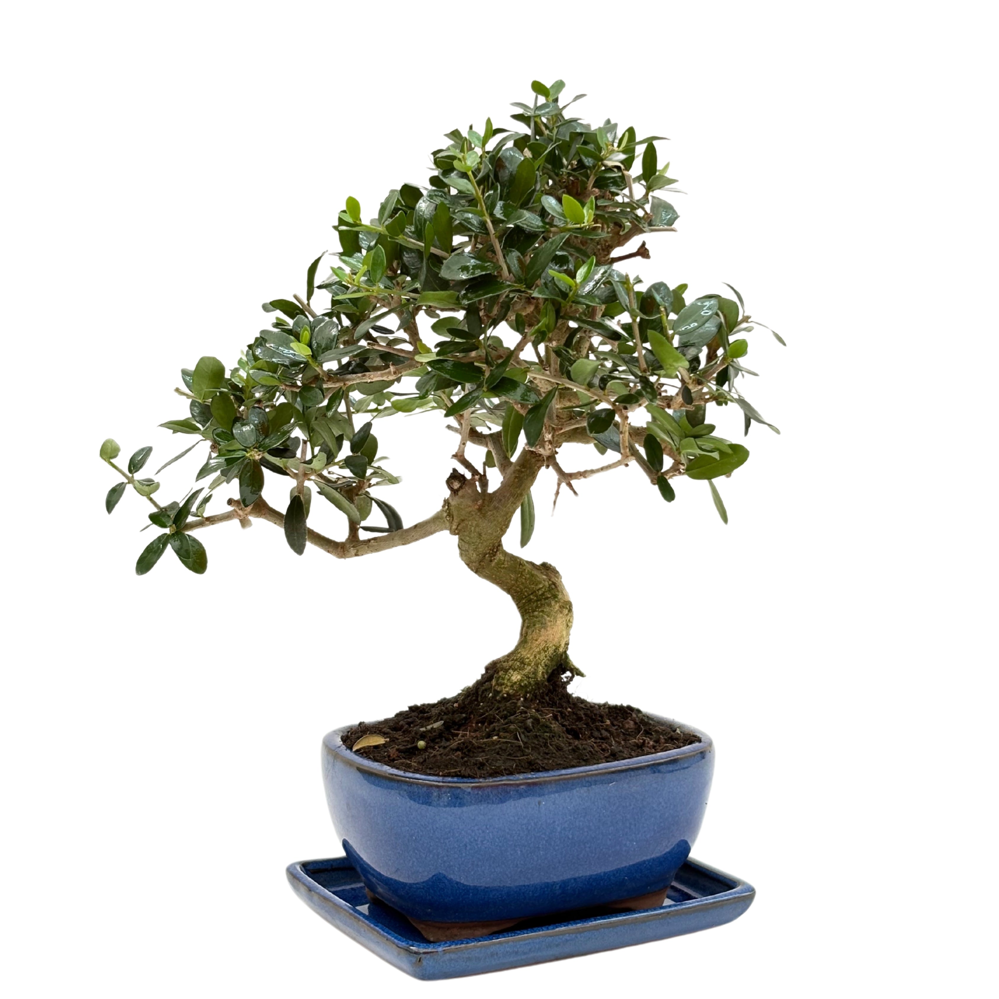 Bonsai Olea Europaea Sylvestris 8 Anni - Collezione Premium