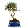 Bonsai Olea Europaea Sylvestris 7 Anni - Collezione Premium