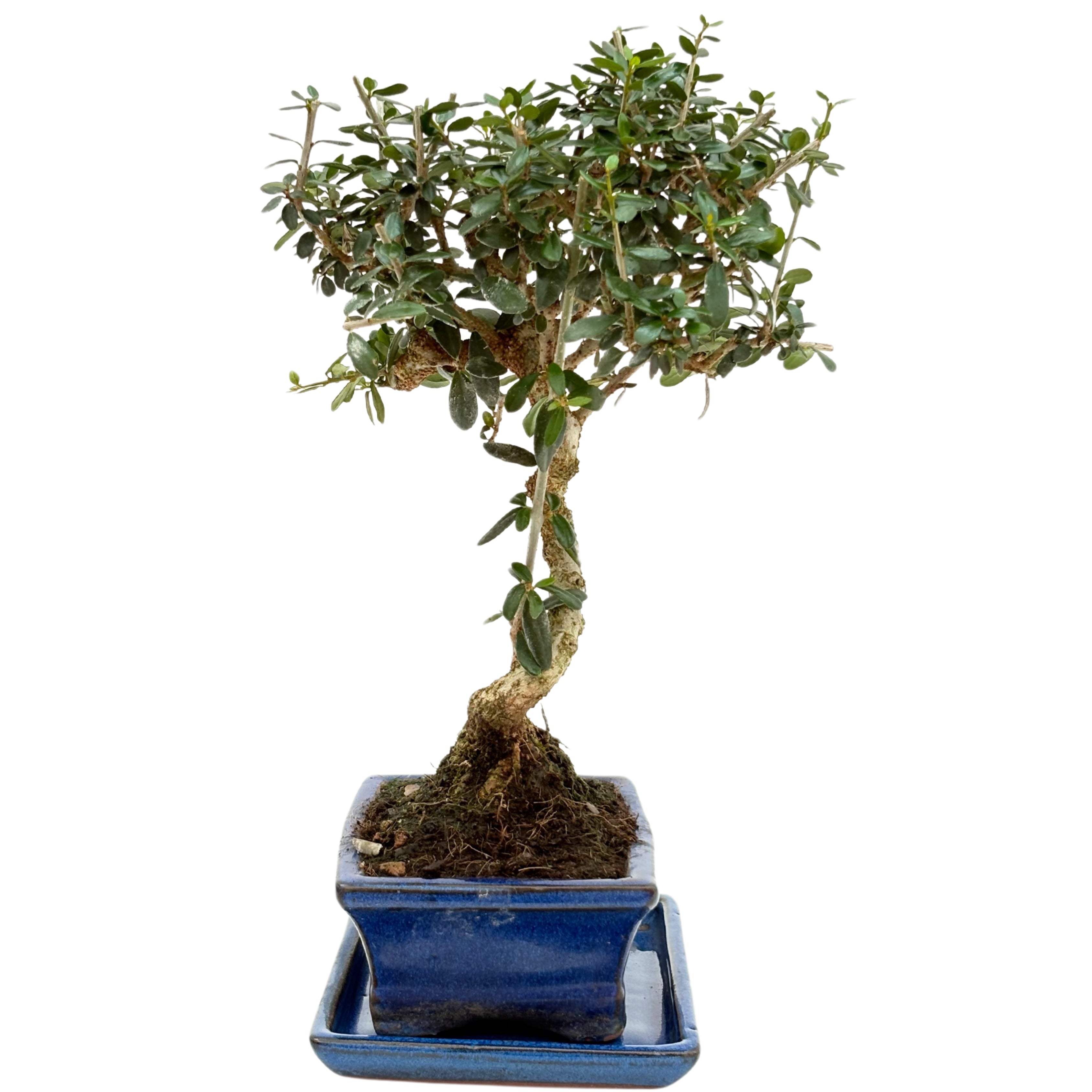 Bonsai Olea Europaea Sylvestris 7 Anni - Collezione Premium