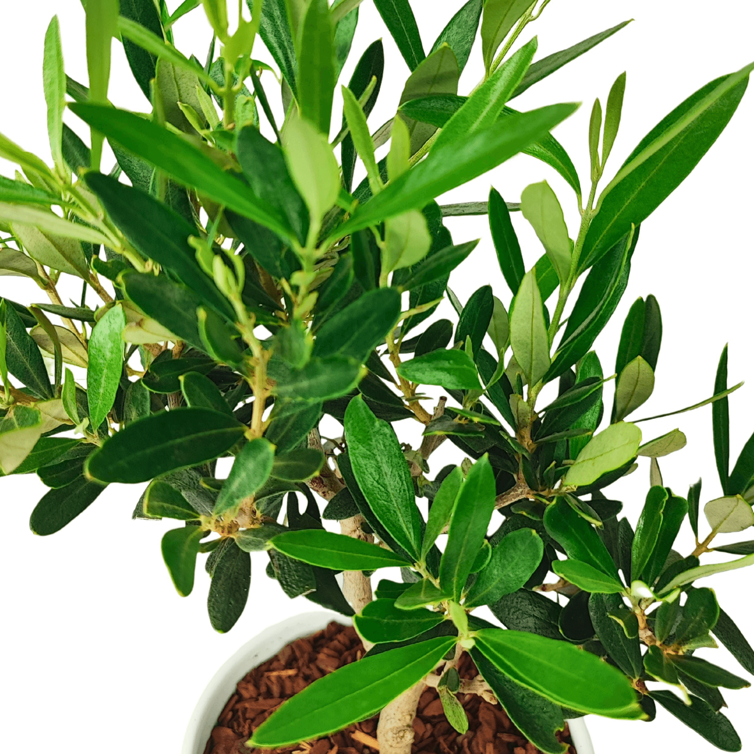 Bonsai Olivo - Altezza Pianta 40 cm, Vaso di Ceramica Bergamo