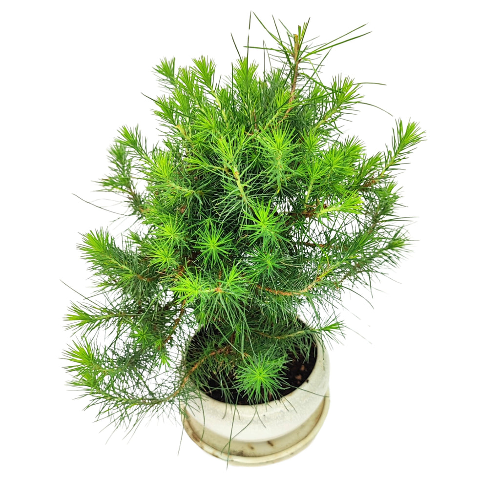 Bonsai Pinus Halepensis 9 Anni - Collezione Premium