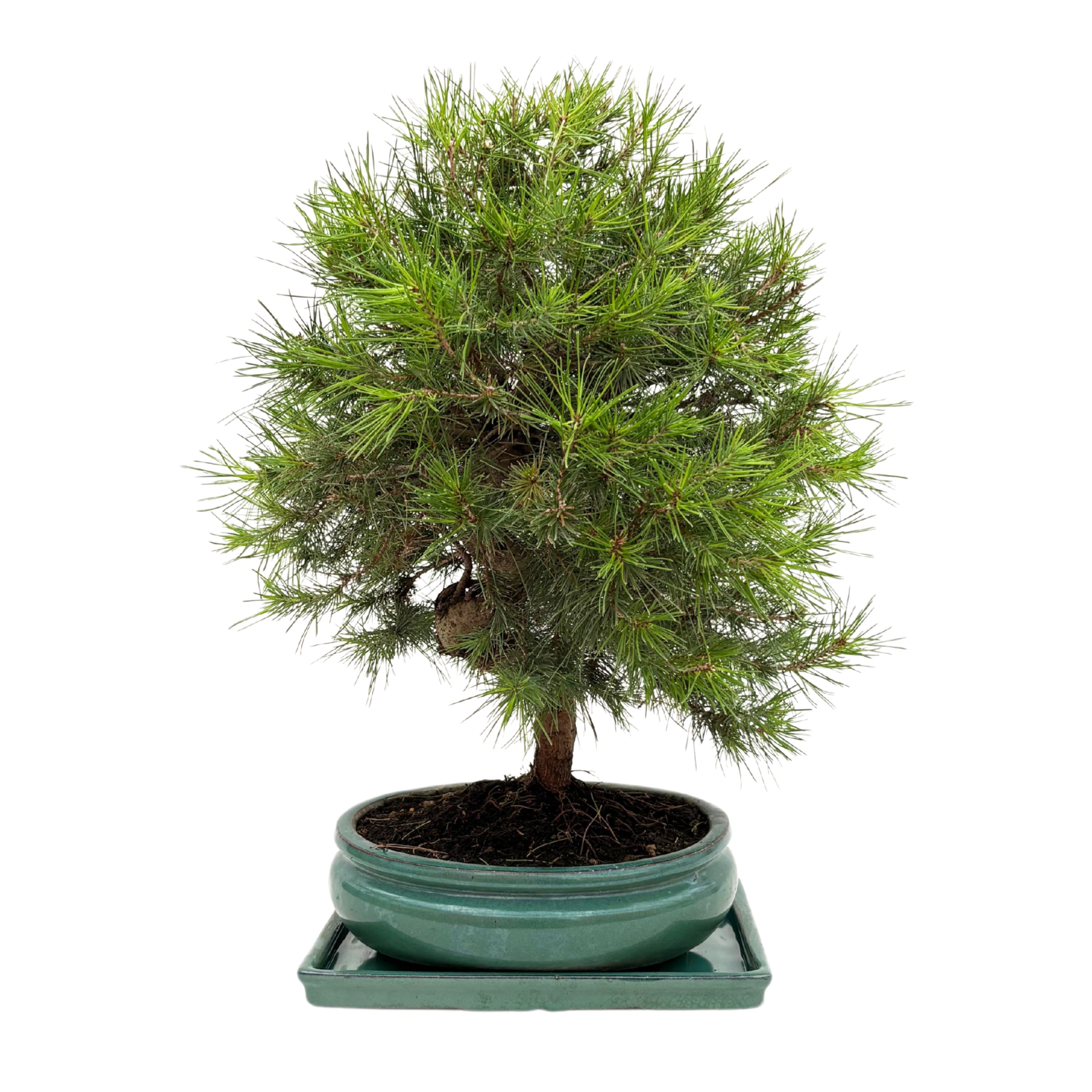 Bonsai Pinus Halepensis 14 Anni - Collezione Premium
