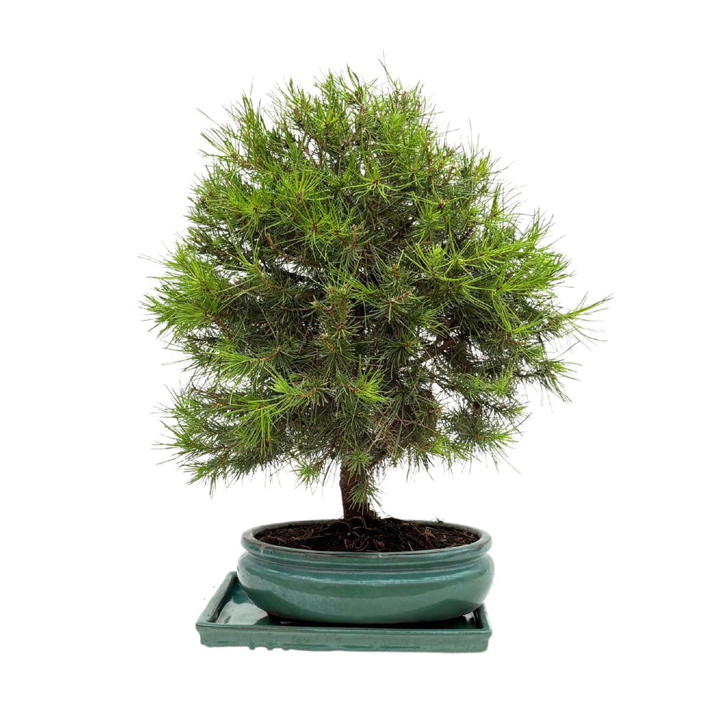 Bonsai Pinus Halepensis 14 Anni - Collezione Premium