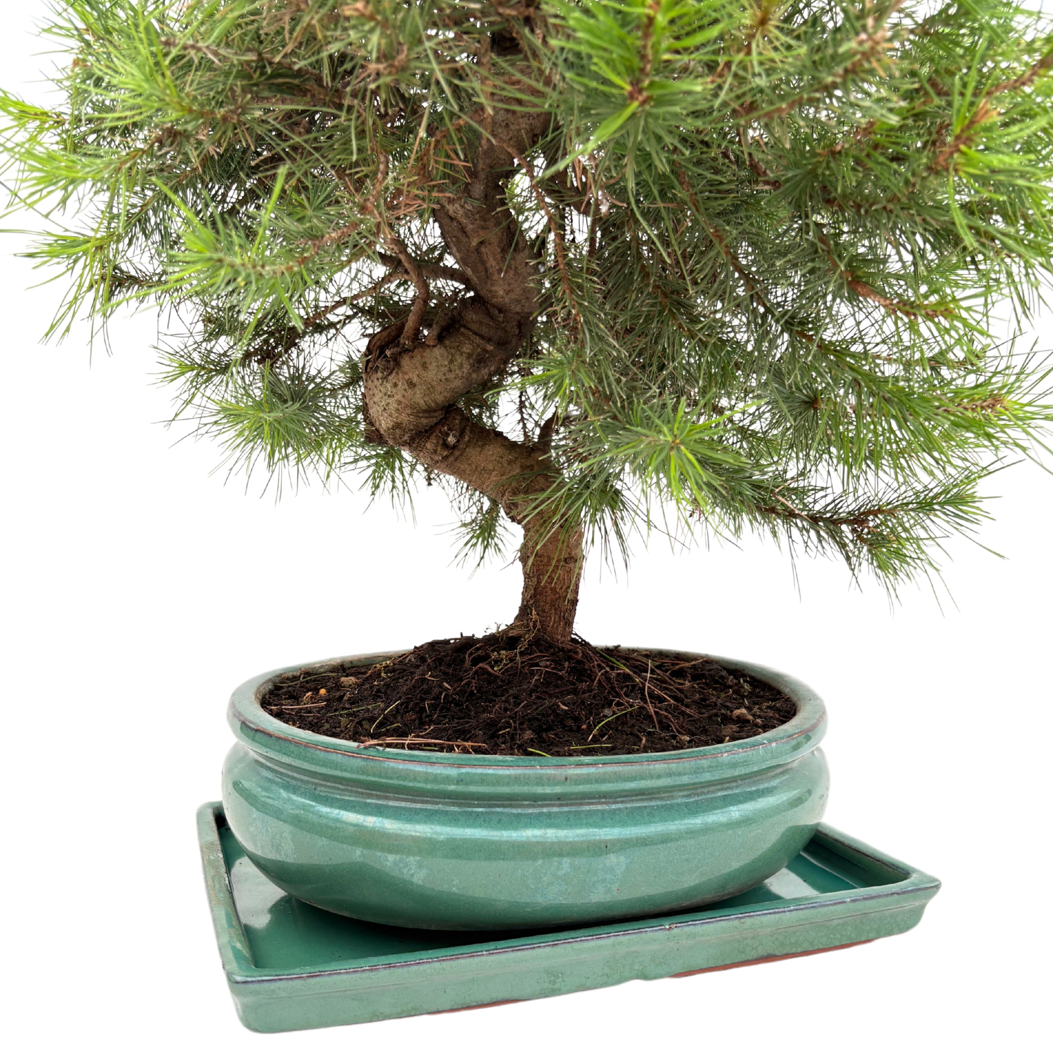 Bonsai Pinus Halepensis 14 Anni - Collezione Premium