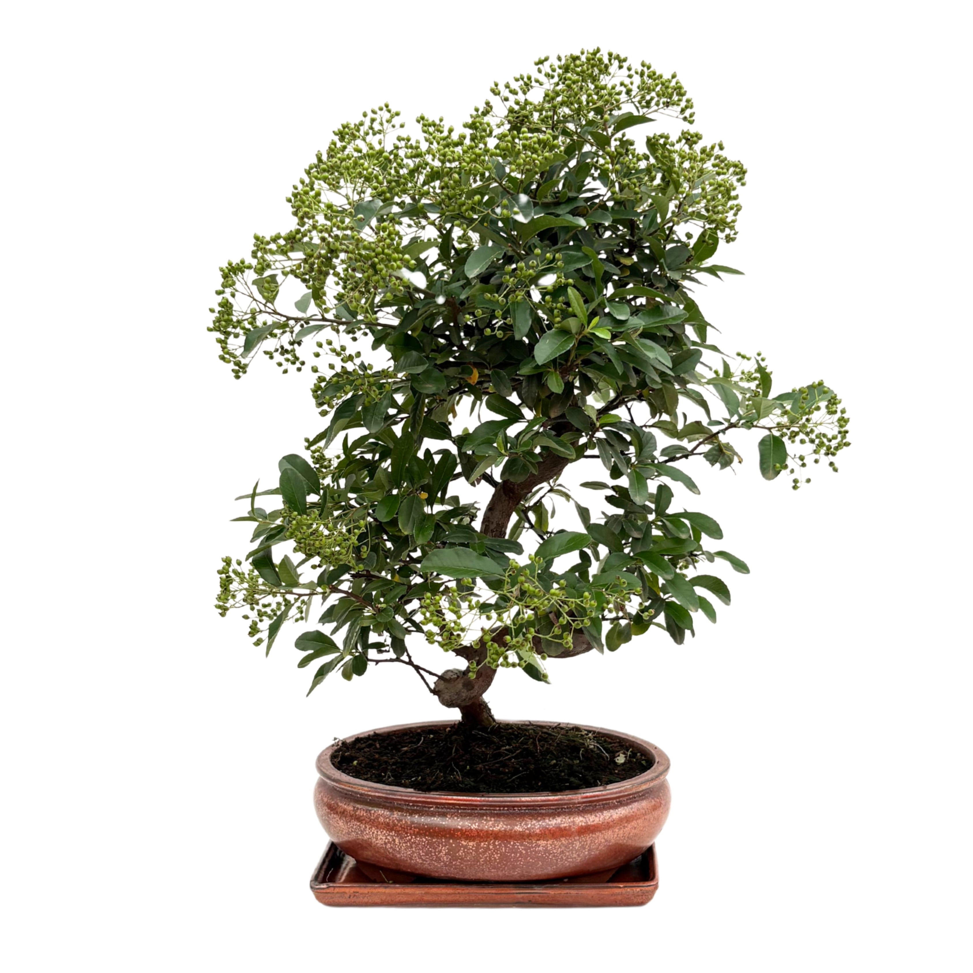 Bonsai Pyracantha 14 Anni - Collezione Premium