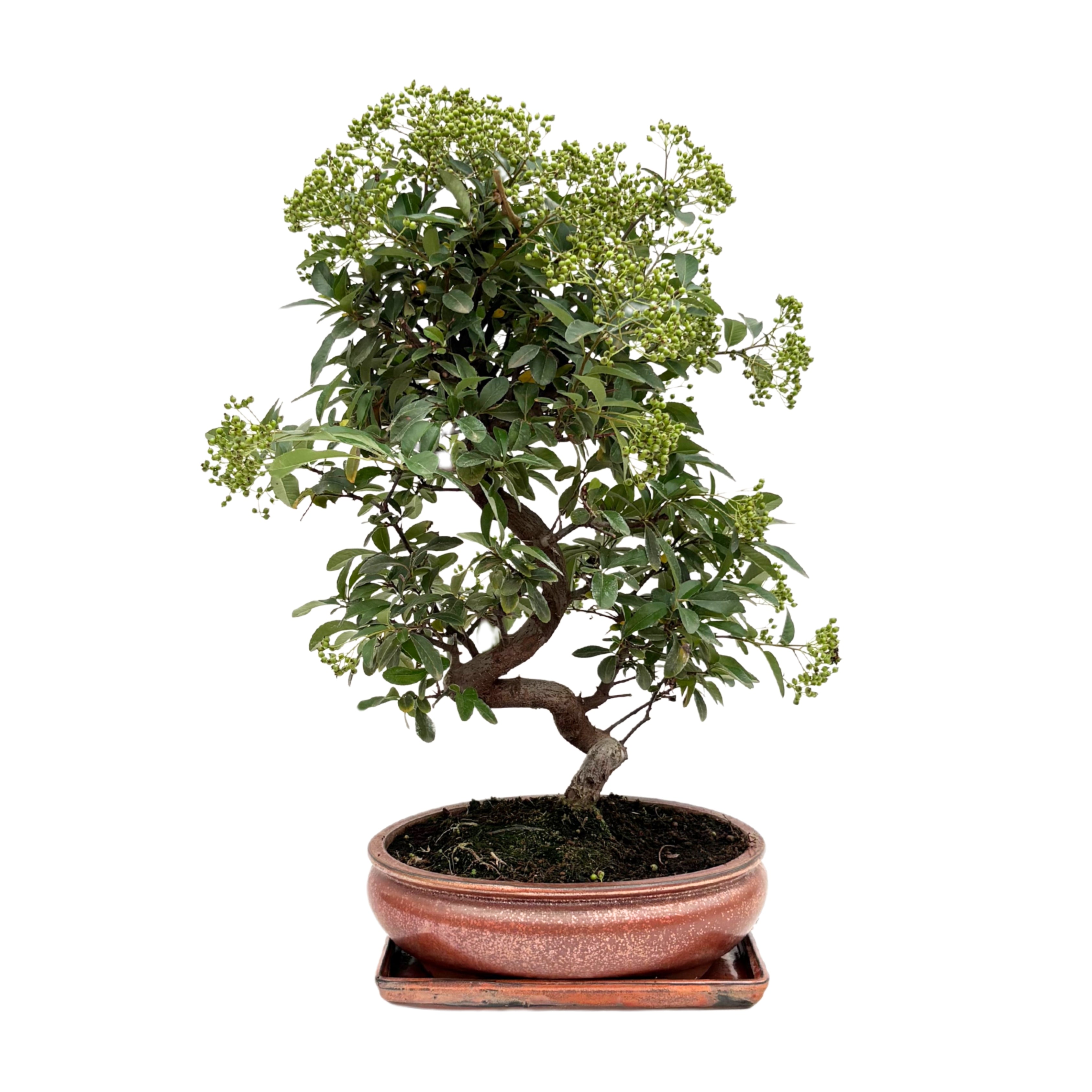 Bonsai Pyracantha 14 Anni - Collezione Premium