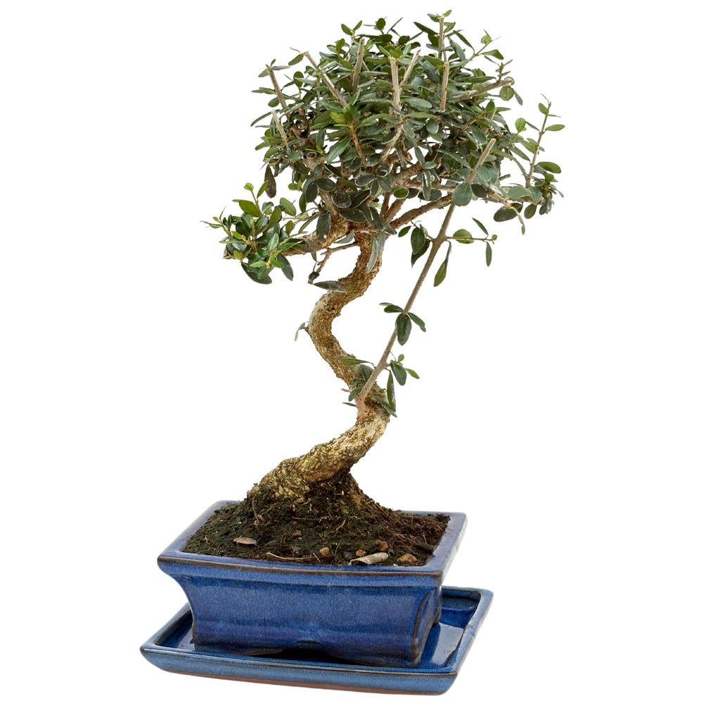 Bonsai Olea Europaea Sylvestris 7 Anni - Collezione Premium