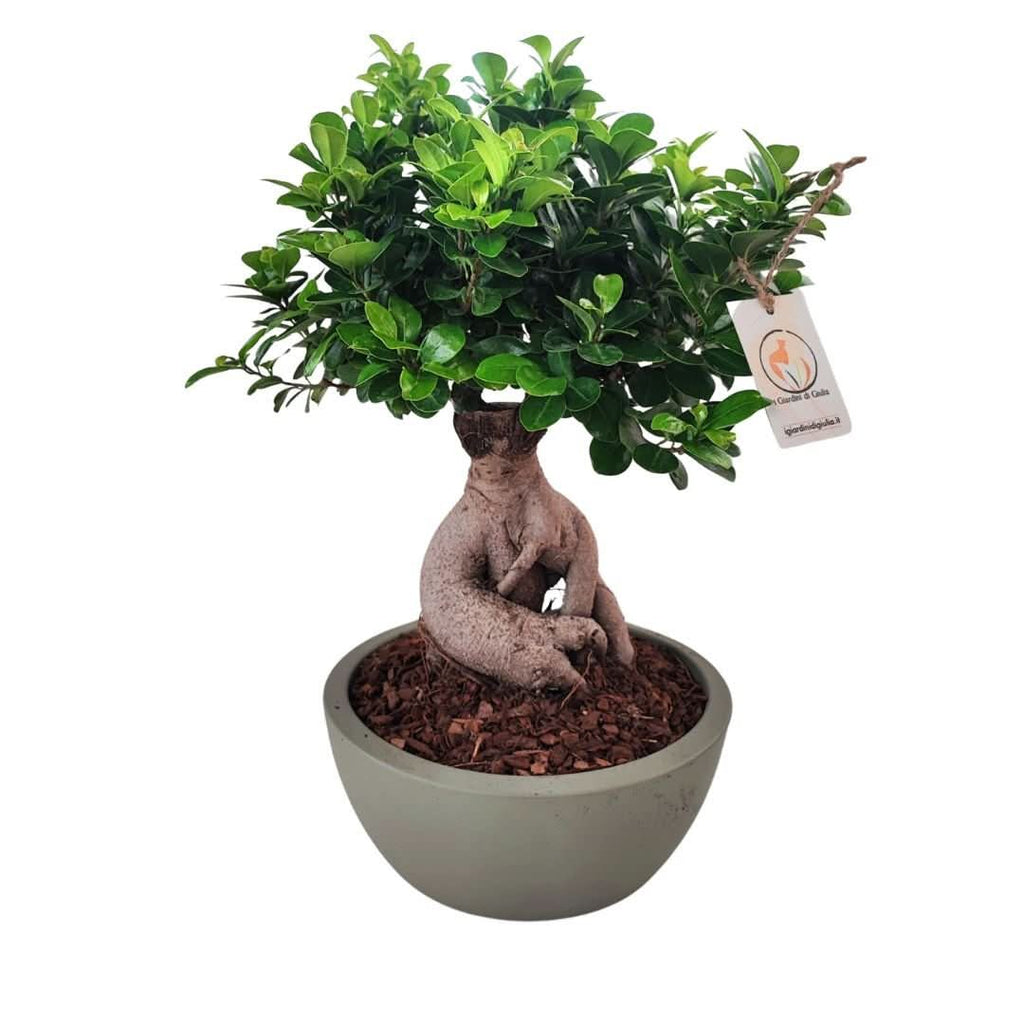 Bonsai ficus ginseng in vaso thetis