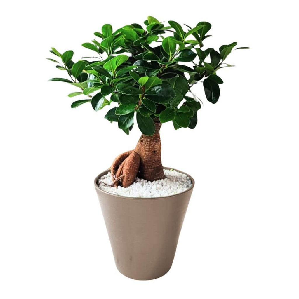 Bonsai ficus ginseng in idrocultura con perlite