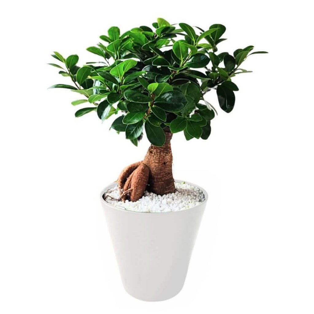 Bonsai ficus ginseng in idrocultura con perlite
