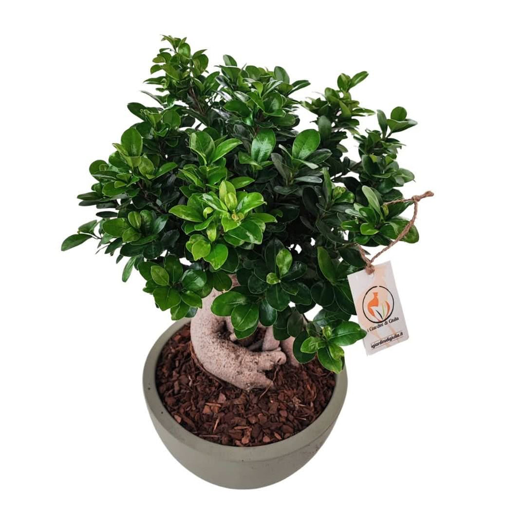 Bonsai ficus ginseng in vaso thetis
