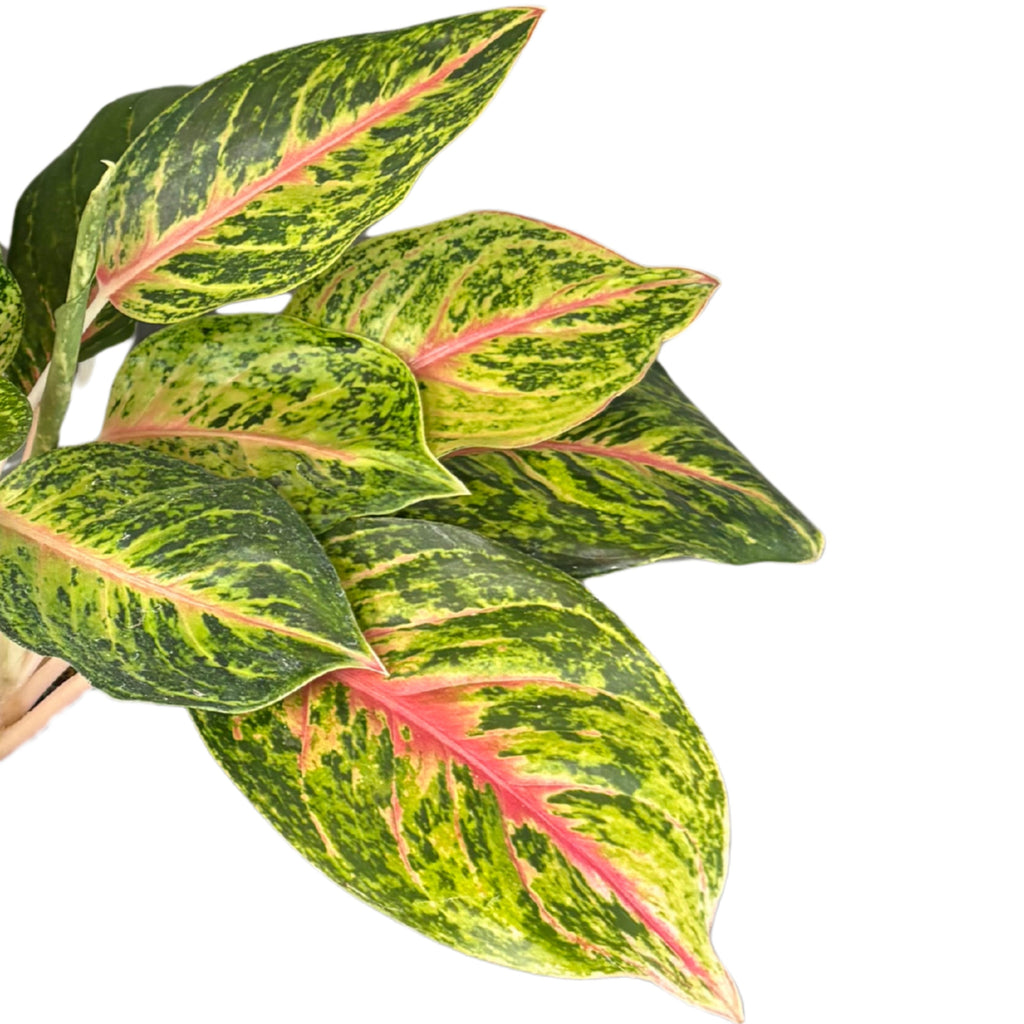 Aglaonema 10 Karat