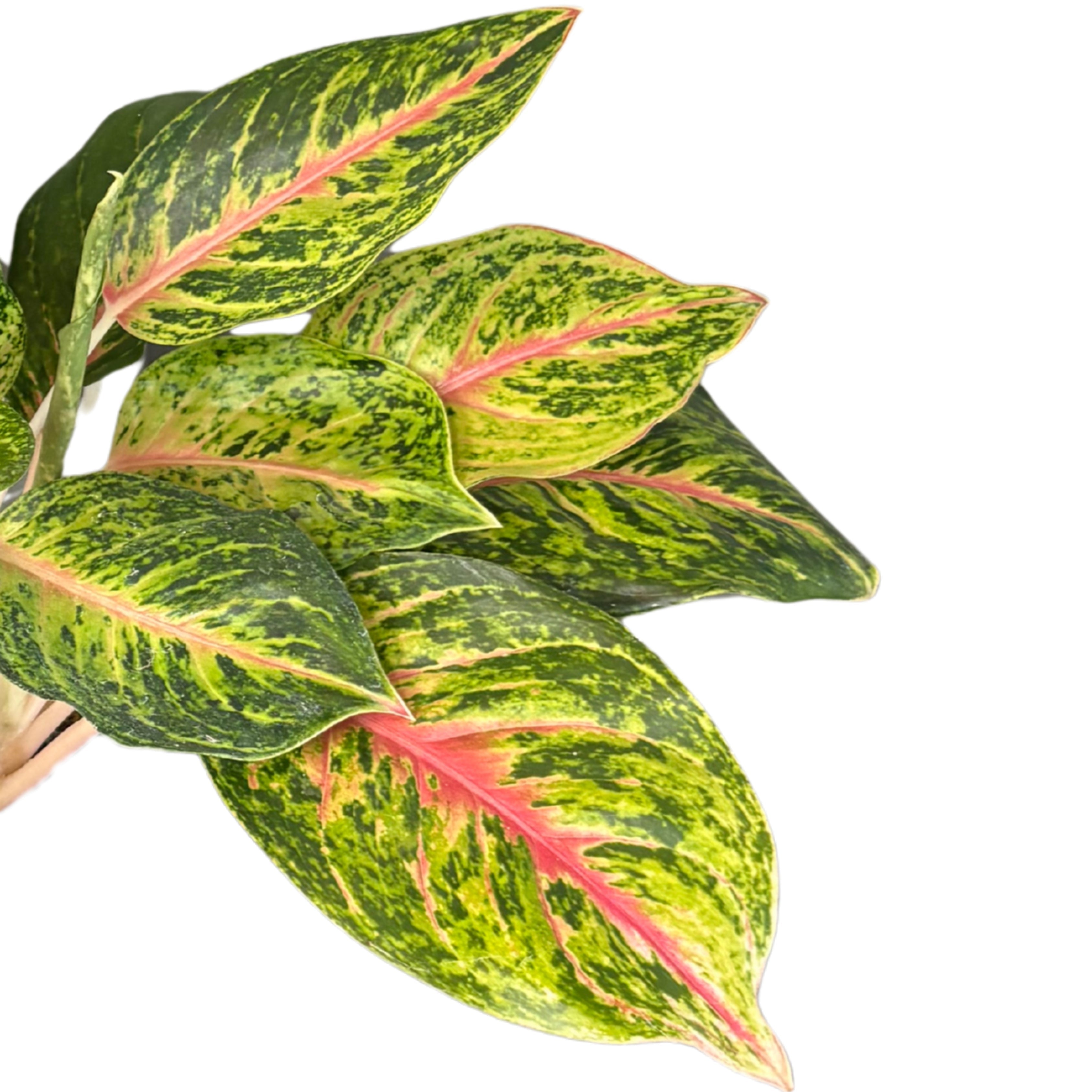 Aglaonema 10 Karat