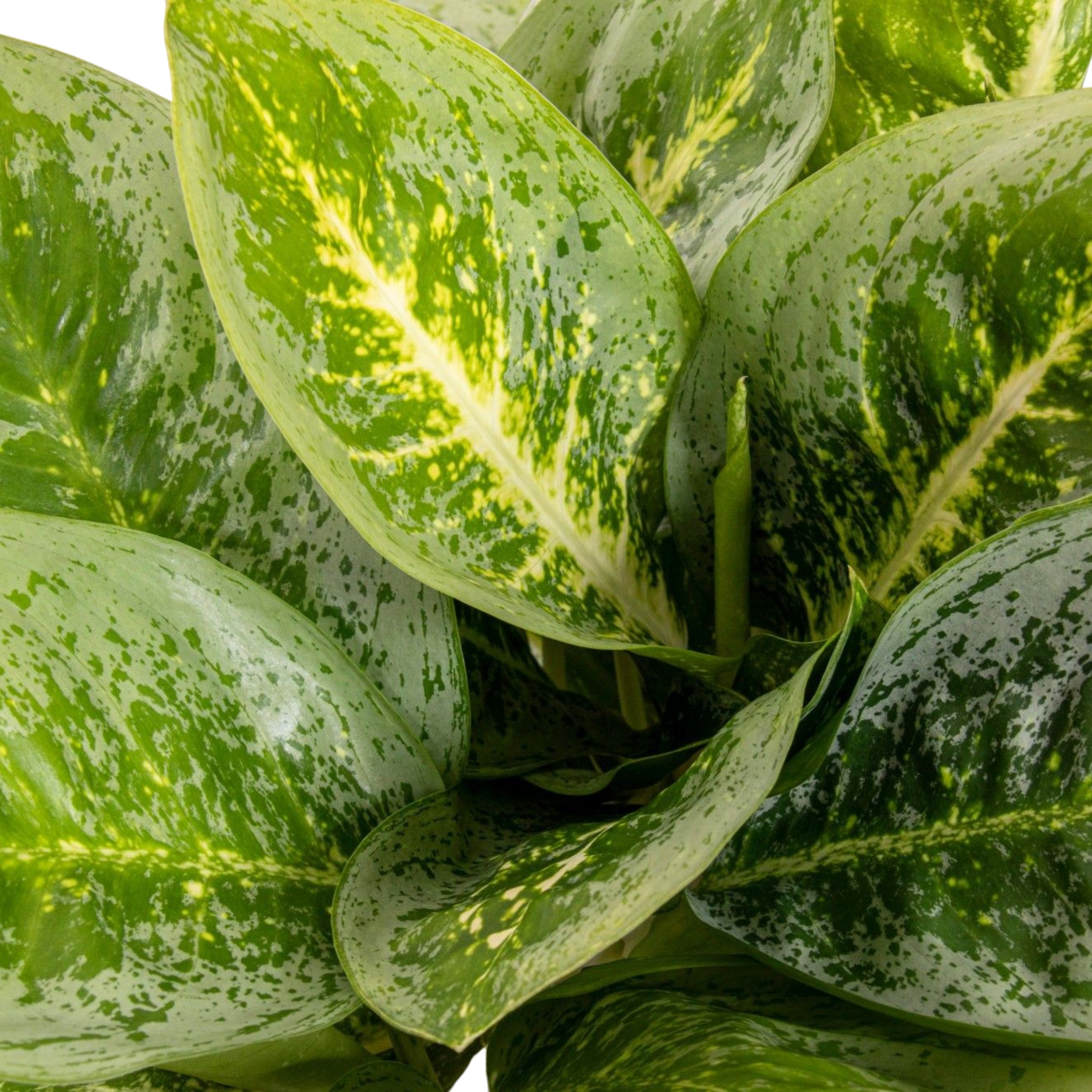 Aglaonema Lemon Mint
