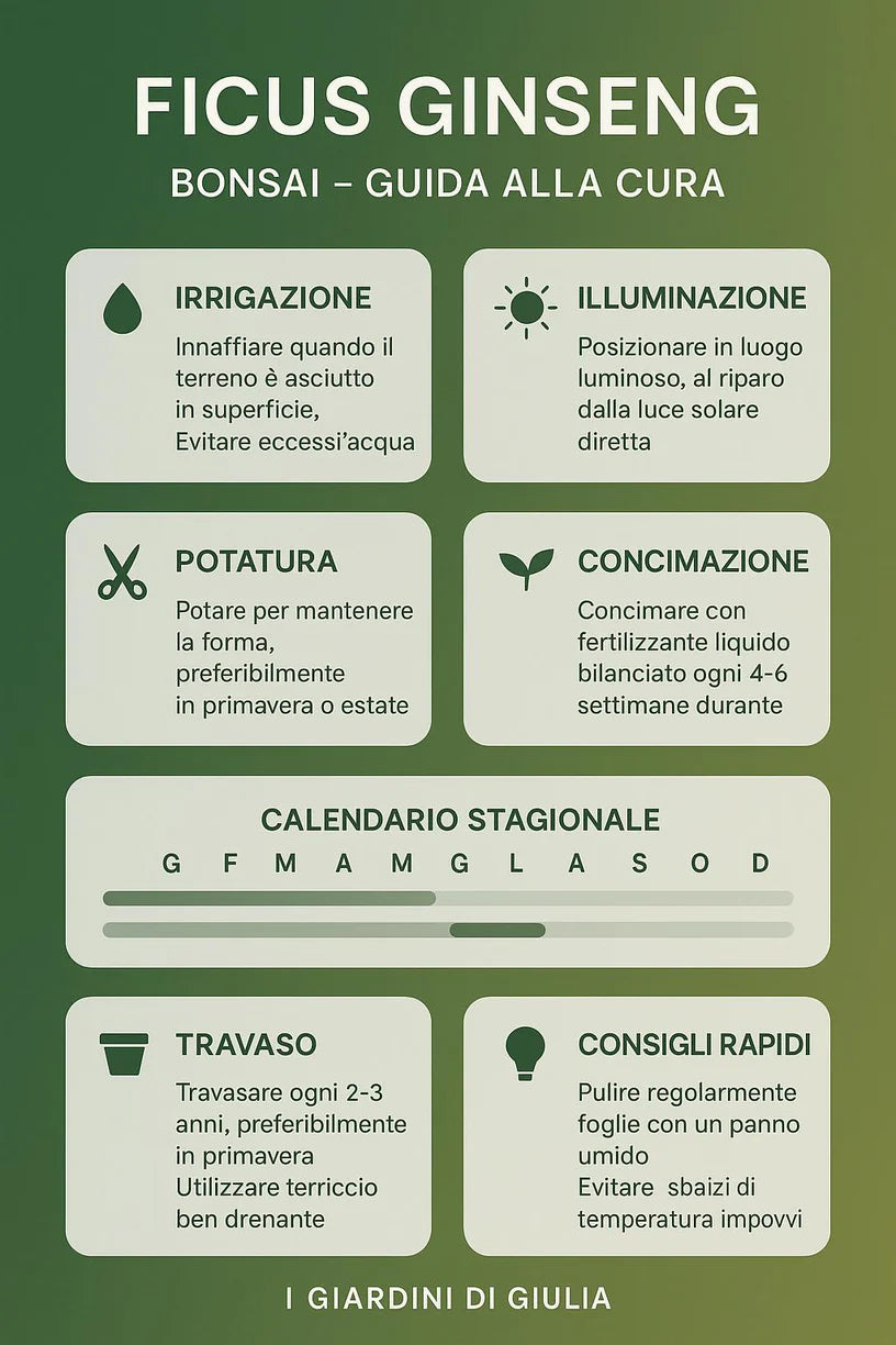 Bonsai Ginseng in Vaso Ceramica Amir