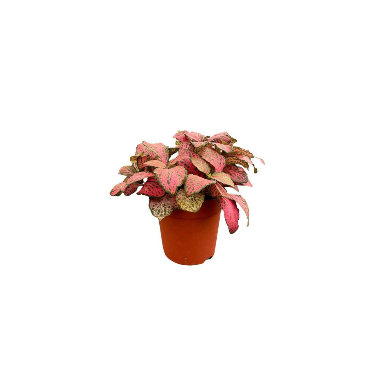 KIT 4 PIANTE PER  TERRARIUM EASY1