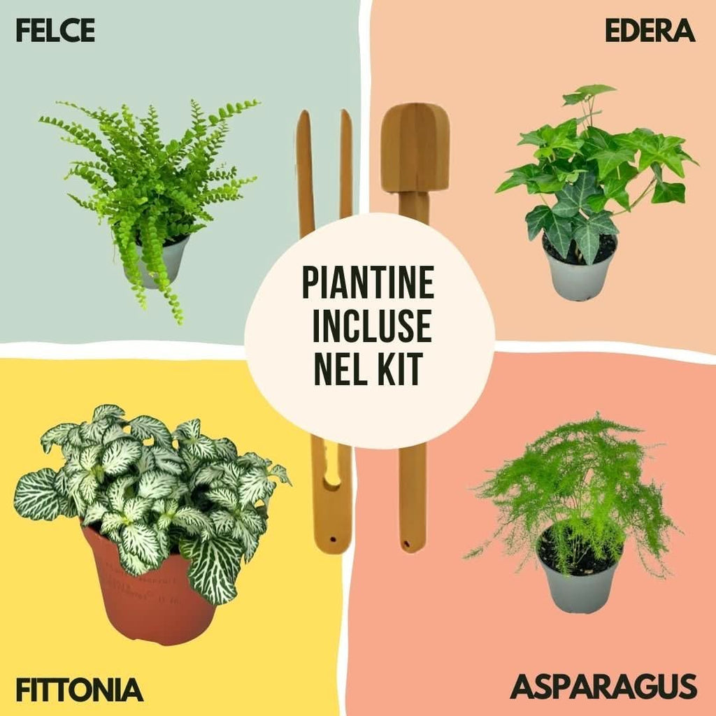 Kit Fai Da Te Terrarium Completo Geometrico  Florine