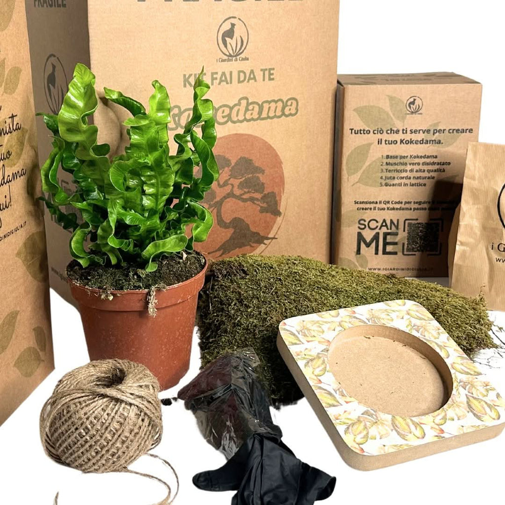 Kit Kokedama Fai da te Asplendium Crispy Wave Tutto incluso