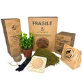 Kit Kokedama Fai da te Asplendium Crispy Wave Tutto incluso