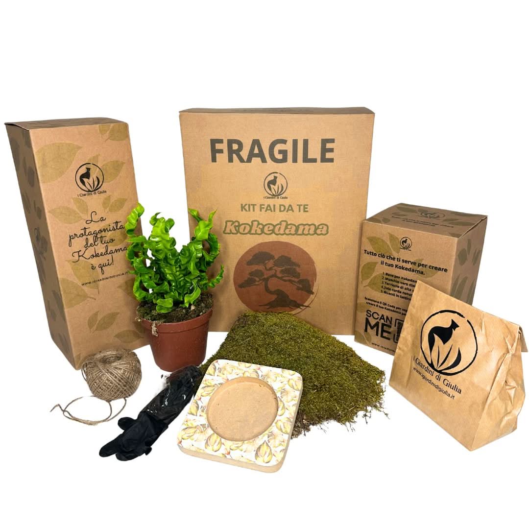 Kit Kokedama Fai da te Asplendium Crispy Wave Tutto incluso