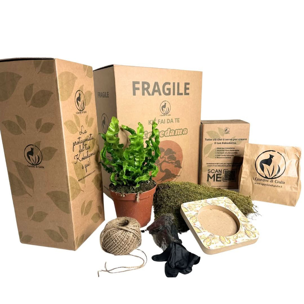 Kit Kokedama Fai da te Asplendium Crispy Wave Tutto incluso