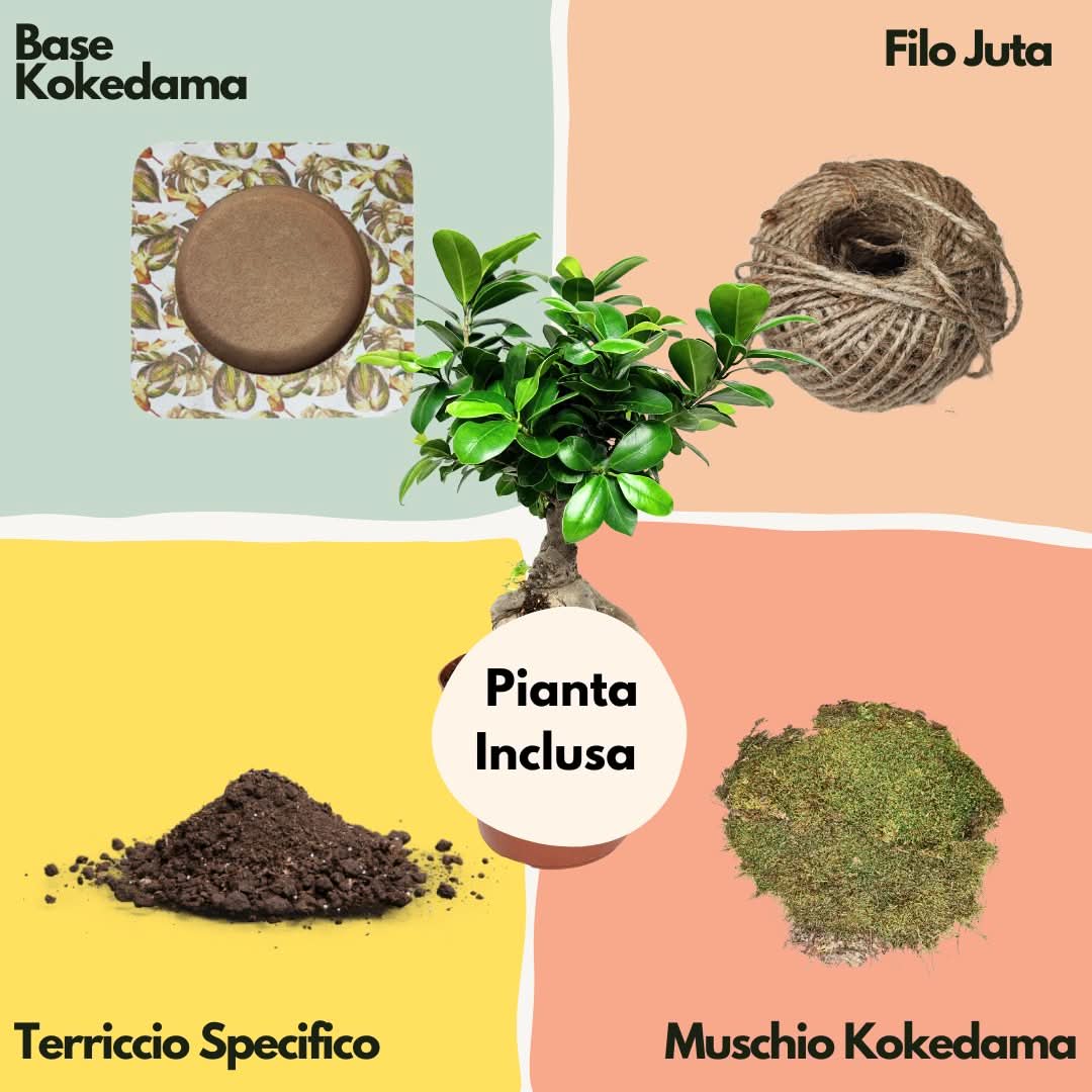 Kit Kokedama Fai da te Bonsai Ginseng Tutto Incluso