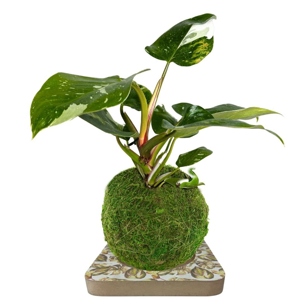 Kit Kokedama Fai da te Philodendro White Wave  Tutto incluso