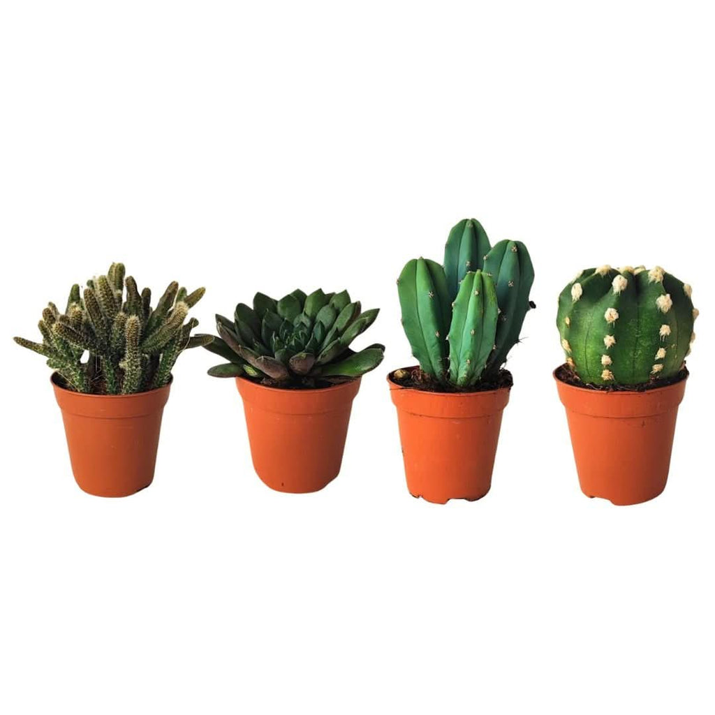 Kit piantine grasse per terrarium