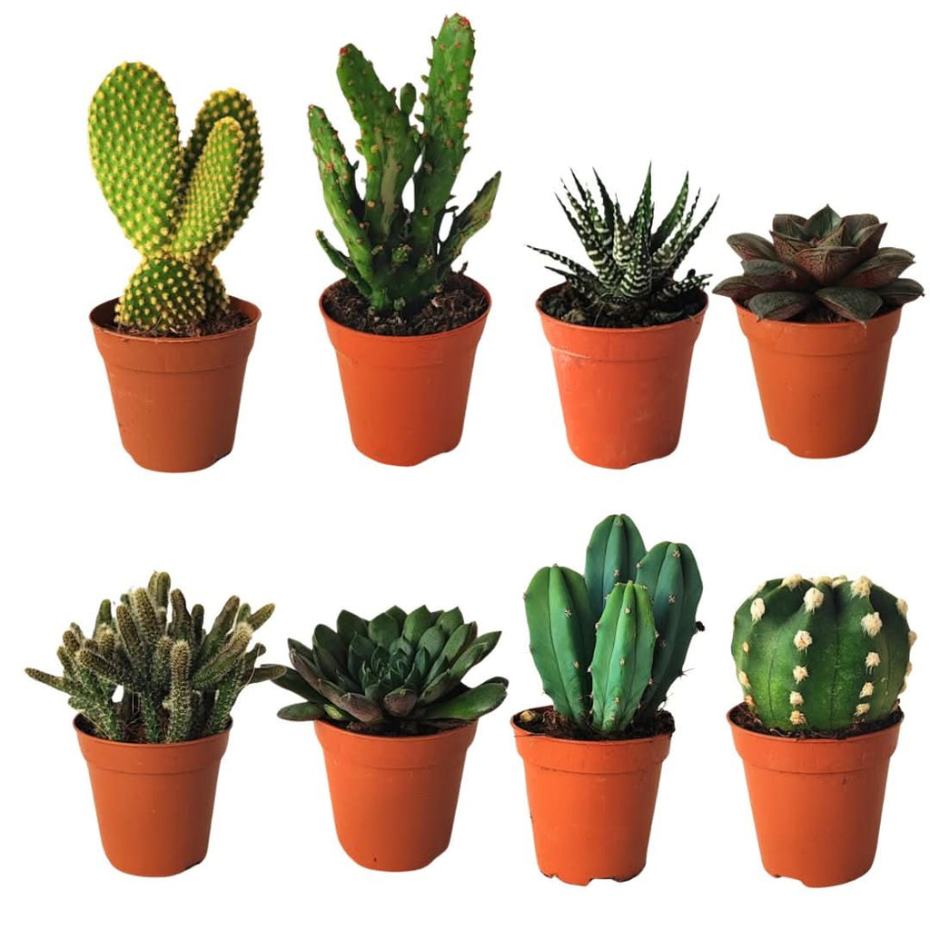 Kit piantine grasse per terrarium