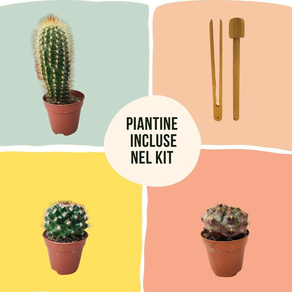 Kit Terrarium Geometrico Fai Da Te Beatrice Piante grasse