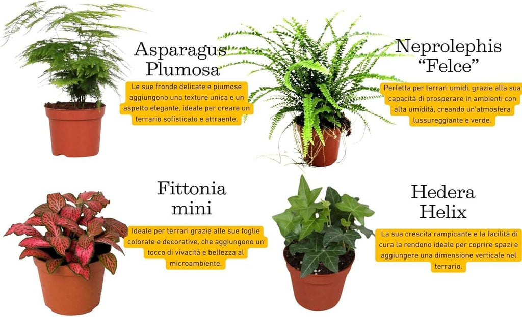 Kit terrarium geometrico fai da te con 4 piantine 2KITTERROM63