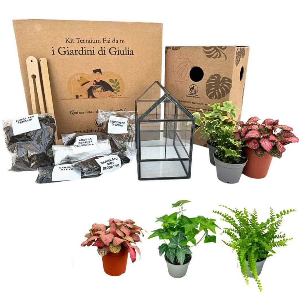 Kit Terrarium Geometrico Fai Da Te Monica | Crea il Tuo Giardino da Interno