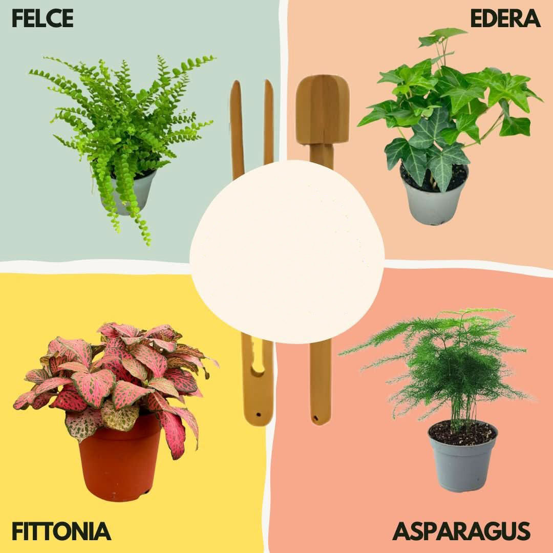 Kit Terrarium Lamparium Grande con piante verdi