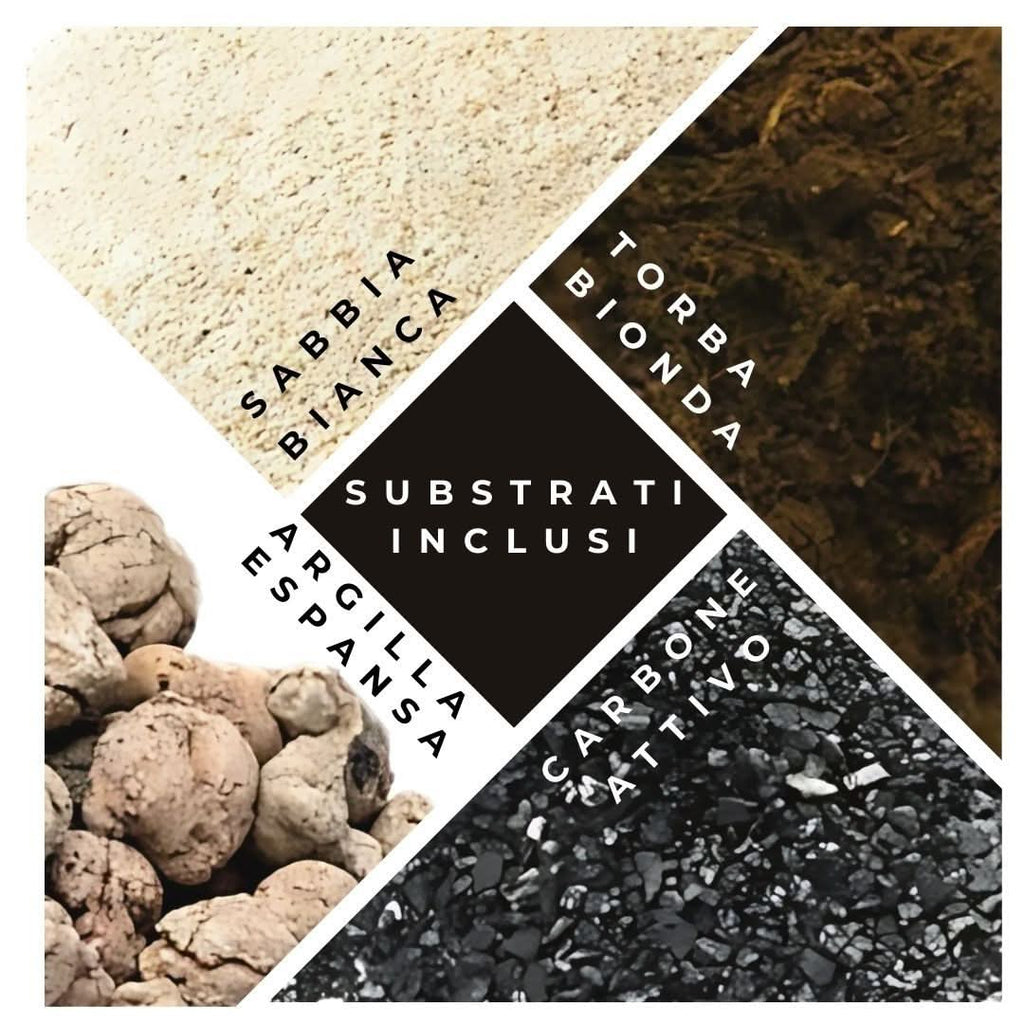 Kit Terrarium Lamparium Grande con piante grasse