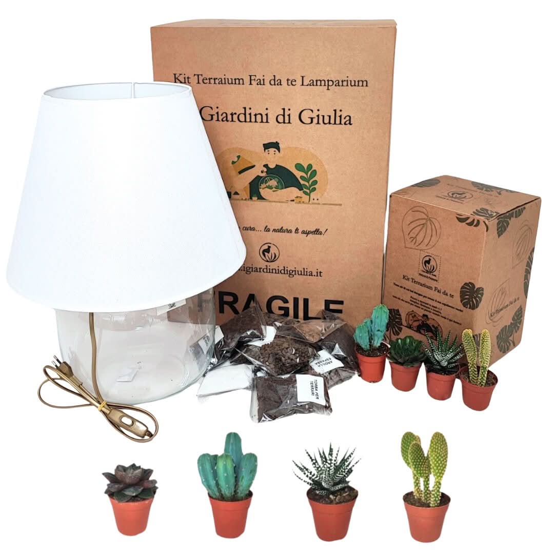 Kit Terrarium Lamparium Grande con piante grasse