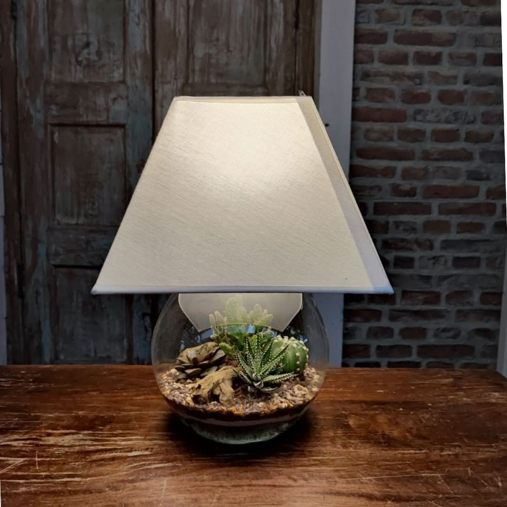 Kit Terrarium Lamparium Medio con piante grasse