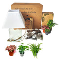 Kit Terrarium Lamparium Medio con piante verdi