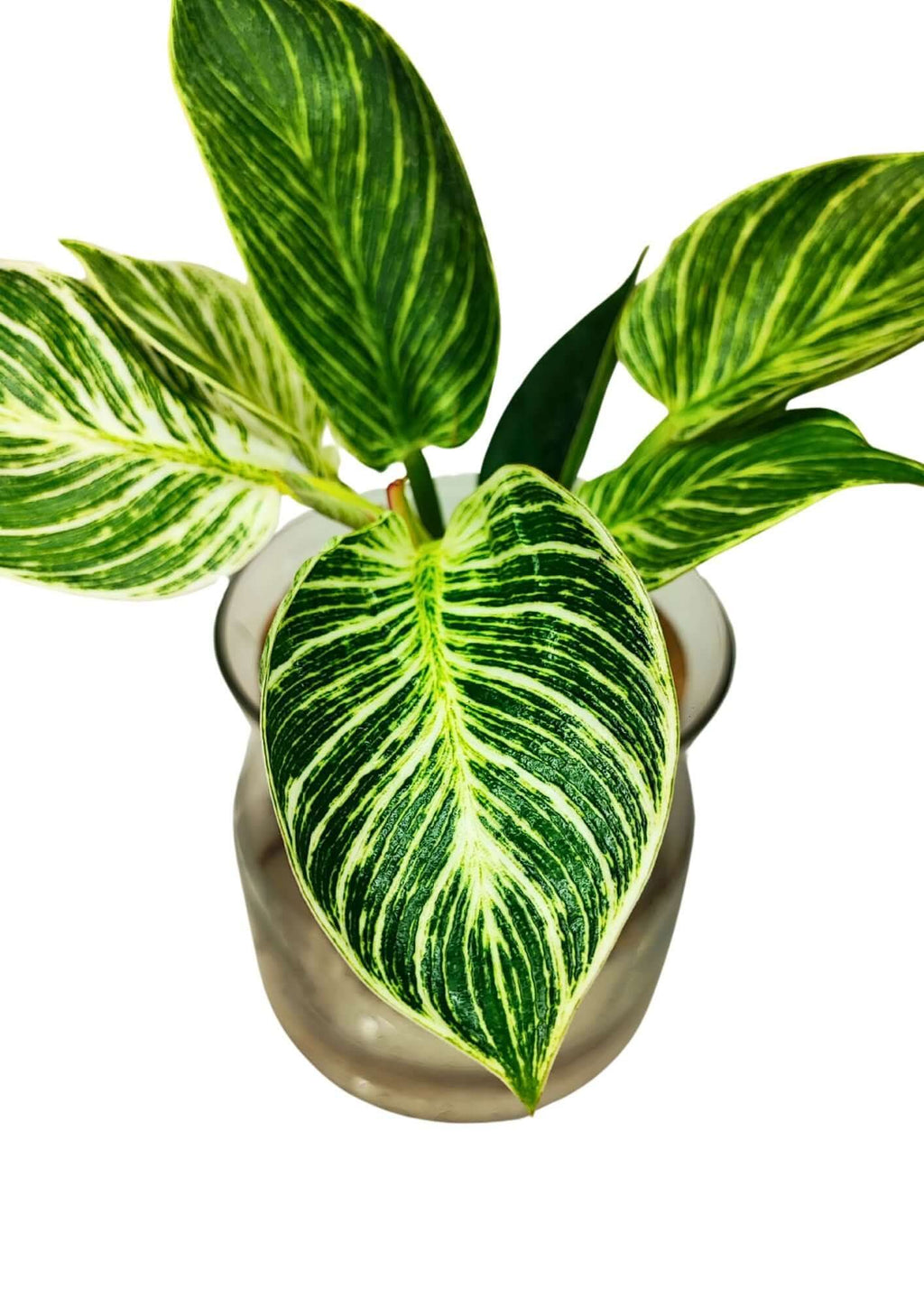 Philodendron Birkin in Idrocoltura