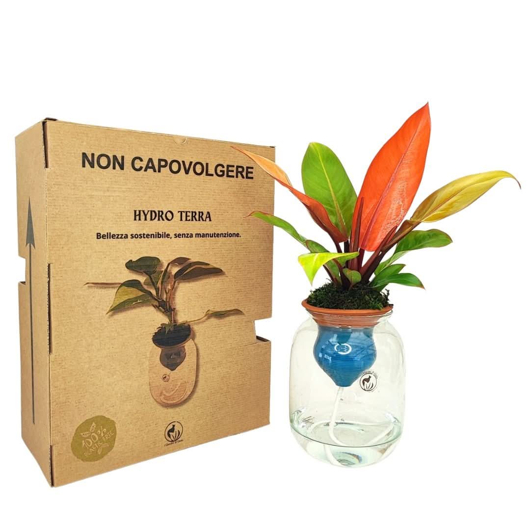 Philodendron Orange – Idrocoltura con Cono in Terracotta