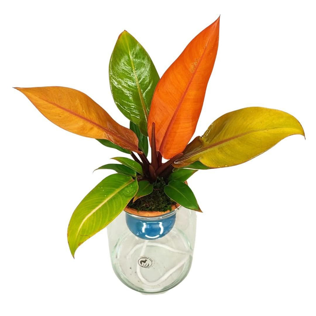 Philodendron Orange – Idrocoltura con Cono in Terracotta